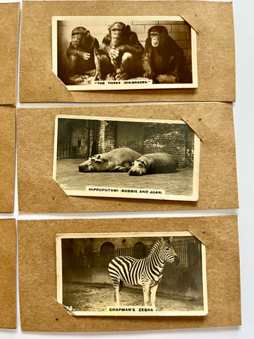 Set of Six Animal photo Cigarette Card Upcycled Gift Cards